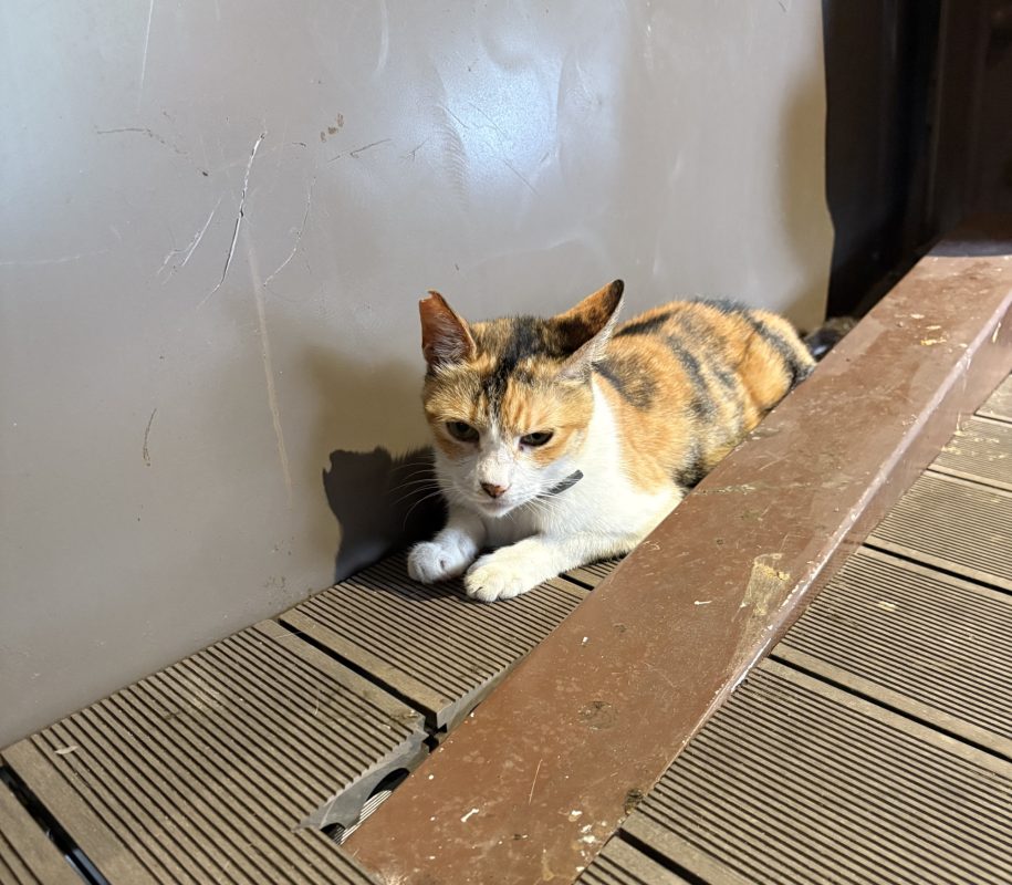 猴硐猫村1
