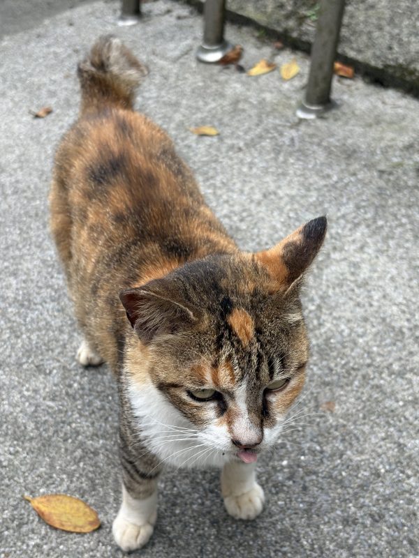 猴硐猫村2