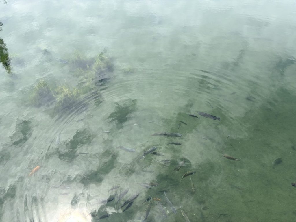 琵琶湖水面